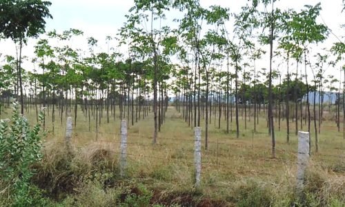 Malabar-tree-plantation